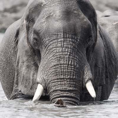 Photo of elephant